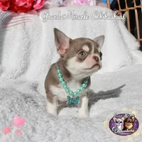 Sensei, a male Chihuahua for sale in San Jose, CA – Photo 5 of 6
