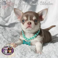 Sensei, a male Chihuahua for sale in San Jose, CA – Photo 3 of 6