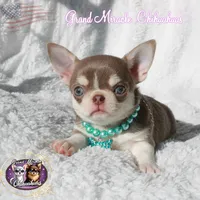Sensei, a male Chihuahua for sale in San Jose, CA – Photo 2 of 6