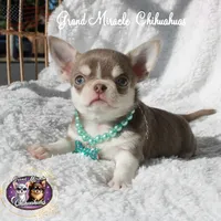 Sensei, a male Chihuahua for sale in San Jose, CA – Photo 1 of 6
