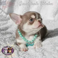 Sensei, a male Chihuahua for sale in San Jose, CA – Photo 6 of 6