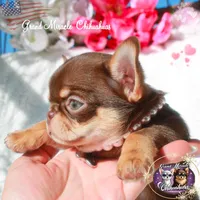 Summer, a female Chihuahua for sale in San Jose, CA – Photo 4 of 4
