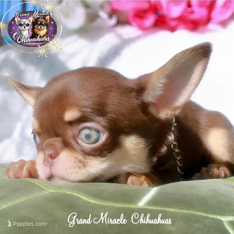 Summer, a female Chihuahua for sale in San Jose, CA – Photo 1 of 4
