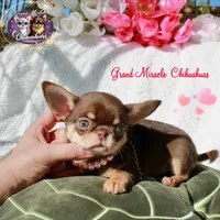 Summer, a female Chihuahua for sale in San Jose, CA – Photo 2 of 4