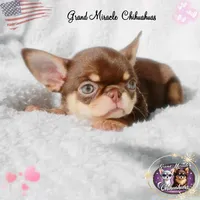 Summer, a female Chihuahua for sale in San Jose, CA – Photo 3 of 4