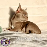 Sugar Plum, a female Chihuahua for sale in San Jose, CA – Photo 5 of 5
