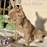 Sugar Plum, a female Chihuahua for sale in San Jose, CA – Photo 2 of 5