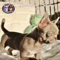 Sugar Plum, a female Chihuahua for sale in San Jose, CA – Photo 1 of 5
