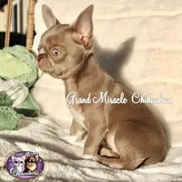 Sugar Plum, a female Chihuahua for sale in San Jose, CA – Photo 3 of 5