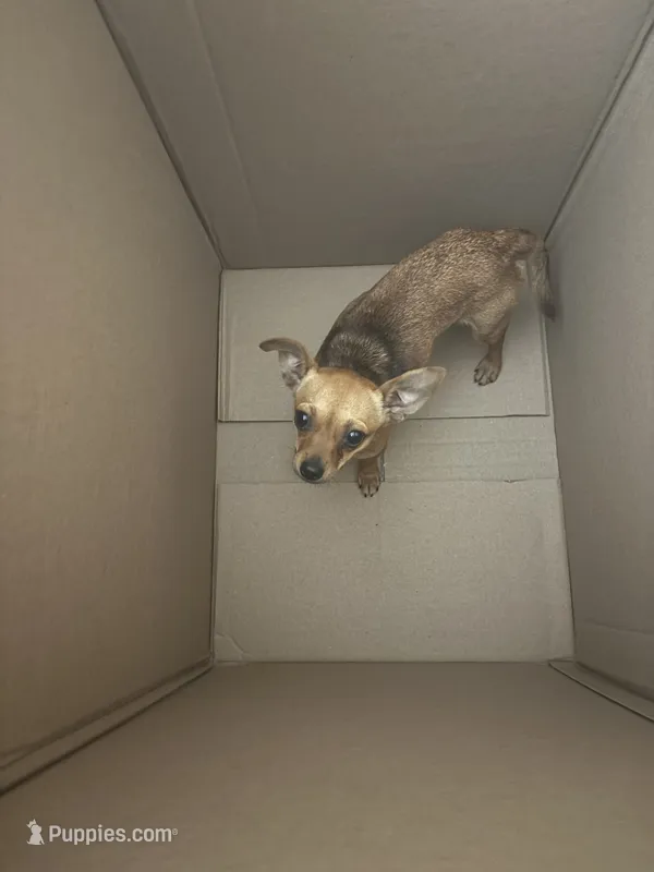 Tikas puppies  – Chihuahua puppy for sale in Sebring, FL