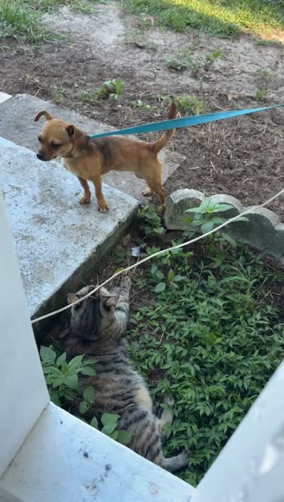 Tikas puppies , a  Chihuahua for sale in Sebring, FL – 2 of 2