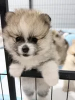 Ollipop , a female Pomeranian for sale in Tuscaloosa, AL – 3 of 7