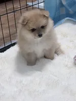 Olive, a female Pomeranian for sale in Tuscaloosa, AL – 5 of 7