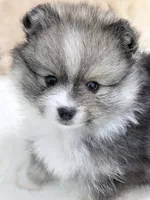 Orbit on HOLD , a female Pomeranian for sale in Tuscaloosa, AL – 7 of 10