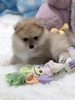 Olive, a female Pomeranian for sale in Tuscaloosa, AL – 3 of 7