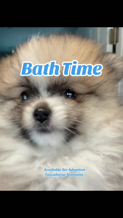 Oatmeal, a female Pomeranian for sale in Tuscaloosa, AL – 5 of 5