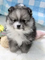 Orbit on HOLD , a female Pomeranian for sale in Tuscaloosa, AL – 2 of 10