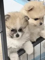 Ollipop , a female Pomeranian for sale in Tuscaloosa, AL – 7 of 7