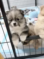 Orbit on HOLD , a female Pomeranian for sale in Tuscaloosa, AL – 5 of 10
