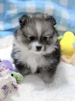 Orbit on HOLD , a female Pomeranian for sale in Tuscaloosa, AL – 1 of 10