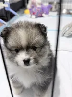 Orbit on HOLD , a female Pomeranian for sale in Tuscaloosa, AL – 6 of 10