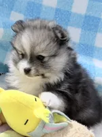 Orbit on HOLD , a female Pomeranian for sale in Tuscaloosa, AL – 3 of 10