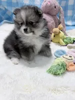 Orbit on HOLD , a female Pomeranian for sale in Tuscaloosa, AL – 10 of 10