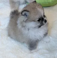 Ollipop , a female Pomeranian for sale in Tuscaloosa, AL – 5 of 7