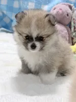 Ollipop , a female Pomeranian for sale in Tuscaloosa, AL – 2 of 7