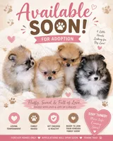 Ollipop , a female Pomeranian for sale in Tuscaloosa, AL – 4 of 7