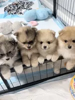 Olive, a female Pomeranian for sale in Tuscaloosa, AL – 4 of 7