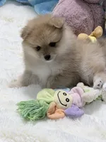 Oatmeal, a female Pomeranian for sale in Tuscaloosa, AL – 2 of 5