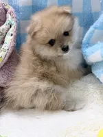 Oatmeal, a female Pomeranian for sale in Tuscaloosa, AL – 4 of 5
