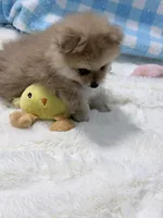 Olive, a female Pomeranian for sale in Tuscaloosa, AL – 2 of 7