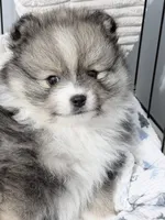 Orbit on HOLD , a female Pomeranian for sale in Tuscaloosa, AL – 9 of 10