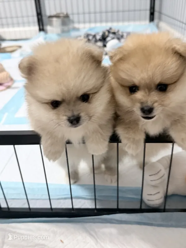 Olive – Pomeranian puppy for sale in Tuscaloosa, AL