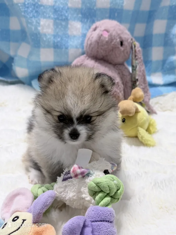 Ollipop  – Pomeranian puppy for sale in Tuscaloosa, AL