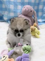 Ollipop , a female Pomeranian for sale in Tuscaloosa, AL – 1 of 7