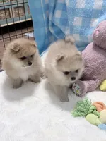 Olive, a female Pomeranian for sale in Tuscaloosa, AL – 6 of 7