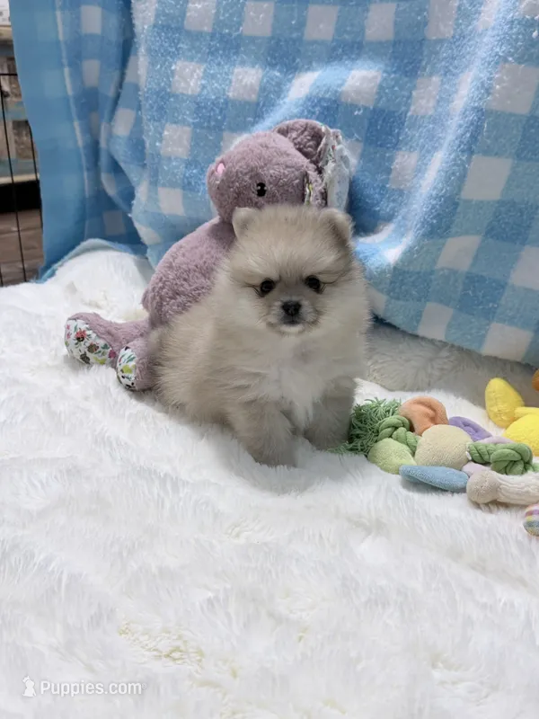 Oatmeal – Pomeranian puppy for sale in Tuscaloosa, AL
