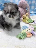 Orbit on HOLD , a female Pomeranian for sale in Tuscaloosa, AL – 4 of 10