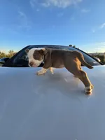 Pocket bullies , a male American Bully for sale in Phelan, CA – Photo 3 of 4