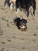 Pocket bullies , a male American Bully for sale in Phelan, CA – Photo 4 of 4