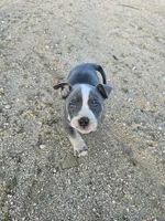 Pocket bullies , a male American Bully for sale in Phelan, CA – Photo 2 of 4
