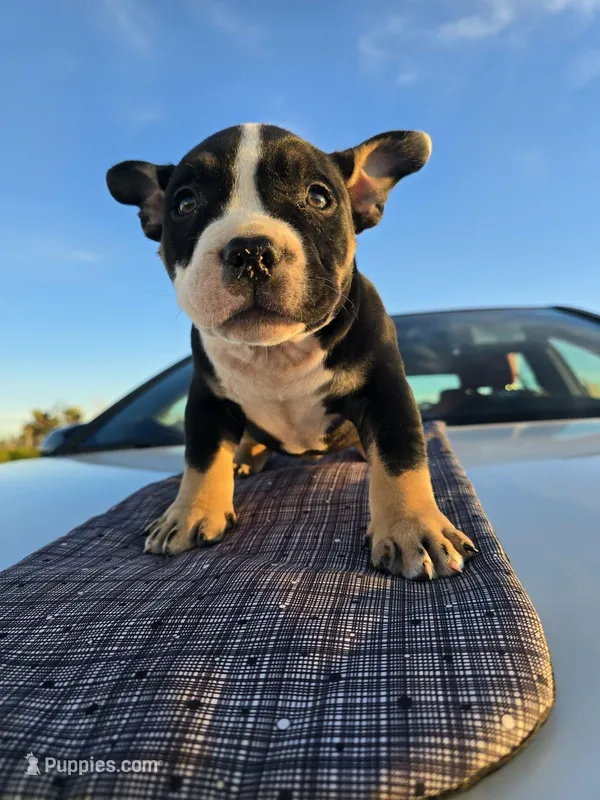 Pocket bullies , a male American Bully for sale in Phelan, CA – Photo 1 of 4