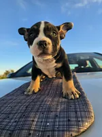 Pocket bullies , a male American Bully for sale in Phelan, CA – Photo 1 of 4