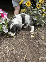 American Cocker Spaniel, a male Cocker Spaniel for sale in Hillsboro, OH – 3 of 3