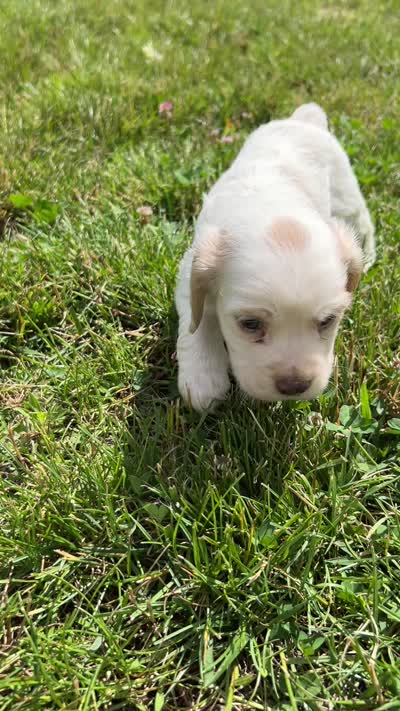 American Cocker Spaniel, a male Cocker Spaniel for sale in Hillsboro, OH – 3 of 3