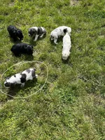 American Cocker Spaniel, a male Cocker Spaniel for sale in Hillsboro, OH – 2 of 3