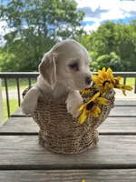 American Cocker Spaniel, a male Cocker Spaniel for sale in Hillsboro, OH – 2 of 3